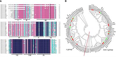 Genome-wide identification and characterization of 14-3-3 gene family related to negative regulation of starch accumulation in storage root of Manihot esculenta